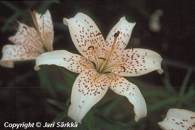  Lilium Hollandicum-Ryhm 'Novinka'